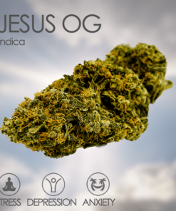 jesus weed strain