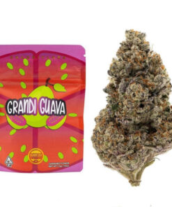 grandi guava weed strain