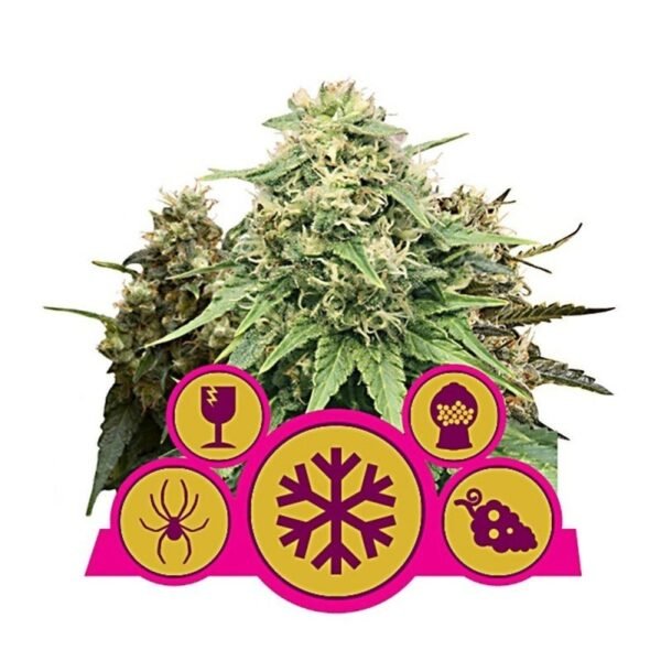 Buy Indoor Mix Feminized Seeds