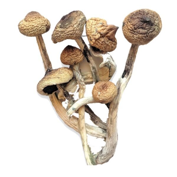 Golden Teacher Magic Mushroom