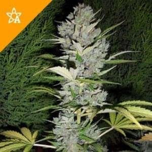 Buy Big Bud Automatic Seeds