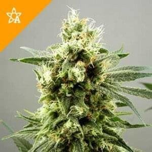 Buy Diesel Haze Automatic Seeds