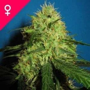 Buy Big Bud Feminized Seeds